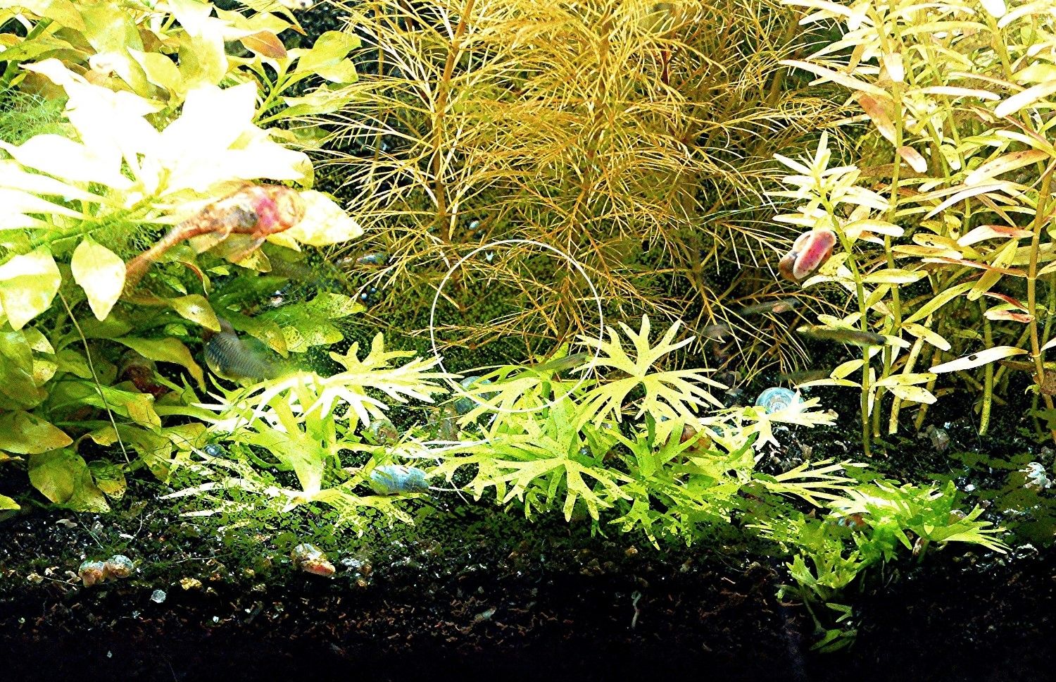 Kleiner Fluss-Hahnenfuß, RARITÄT, Aquariumpflanze, Versand/ Abholung Kleiner Fluss-Hahnenfuß, RARITÄT, Aquariumpflanze, Versand/ Abholung