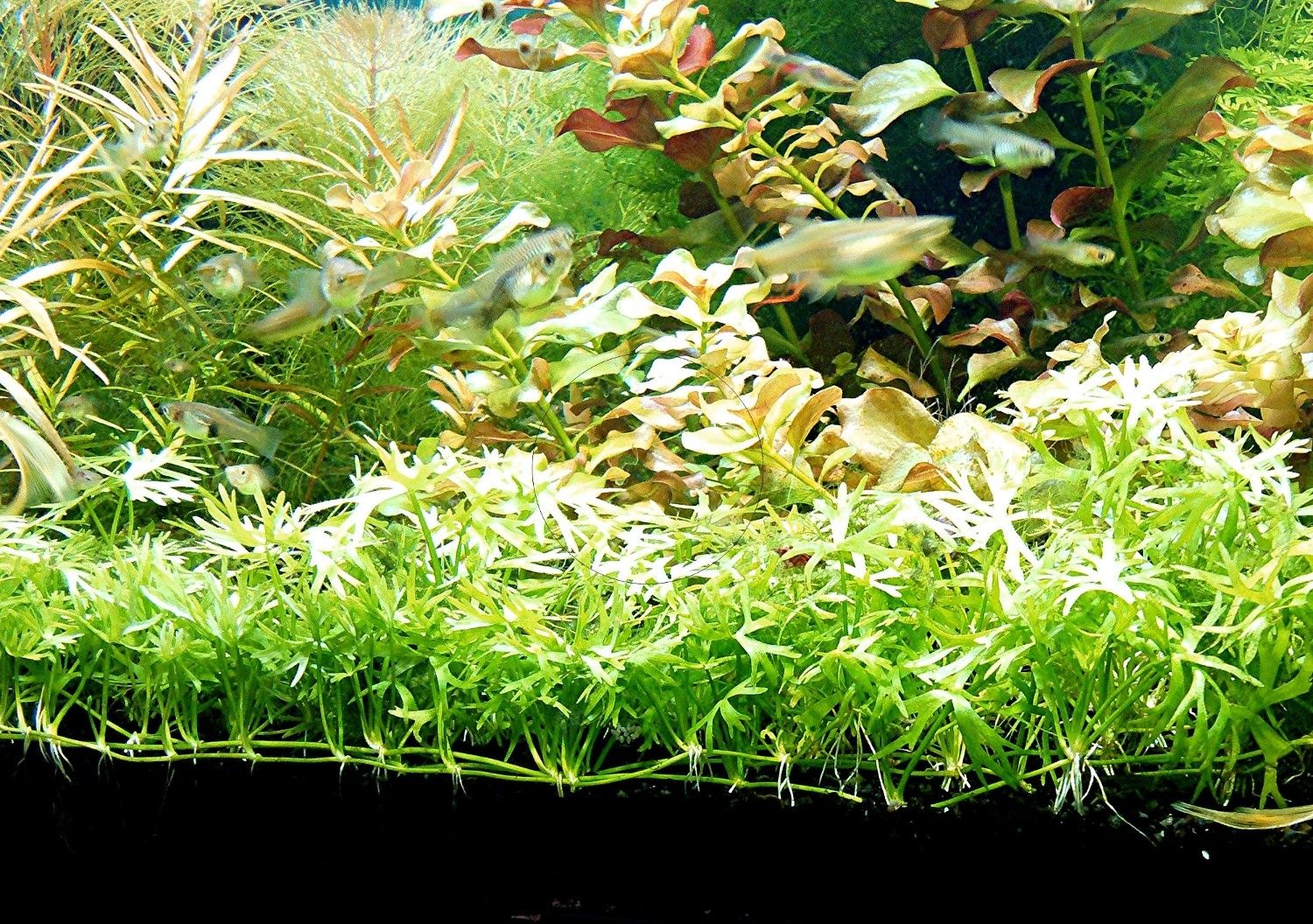 Kleiner Fluss-Hahnenfuß, RARITÄT, Aquariumpflanze, Versand/ Abholung Kleiner Fluss-Hahnenfuß, RARITÄT, Aquariumpflanze, Versand/ Abholung