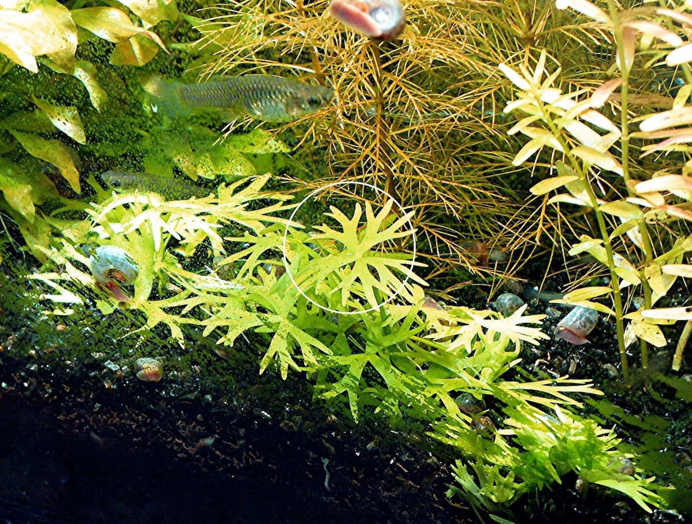 Kleiner Fluss-Hahnenfuß, RARITÄT, Aquariumpflanze, Versand/ Abholung Kleiner Fluss-Hahnenfuß, RARITÄT, Aquariumpflanze, Versand/ Abholung