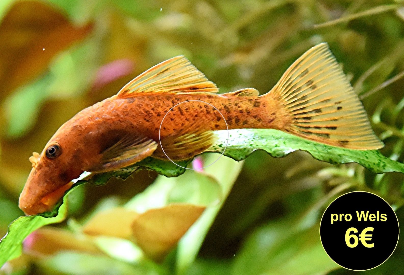 L DA16 var. Super Red, RARITÄT, Wels (Versand/ Abholung) L DA16 var. Super Red, RARITÄT, Wels (Versand/ Abholung)