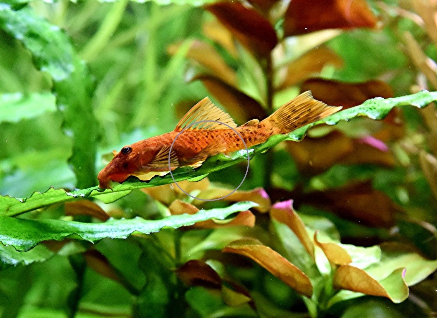 L DA16 var. Super Red, RARITÄT, Wels (Versand/ Abholung) L DA16 var. Super Red, RARITÄT, Wels (Versand/ Abholung)