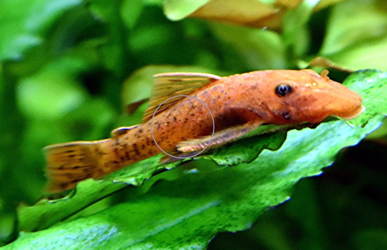 L DA16 var. Super Red, RARITÄT, Wels (Versand/ Abholung) L DA16 var. Super Red, RARITÄT, Wels (Versand/ Abholung)