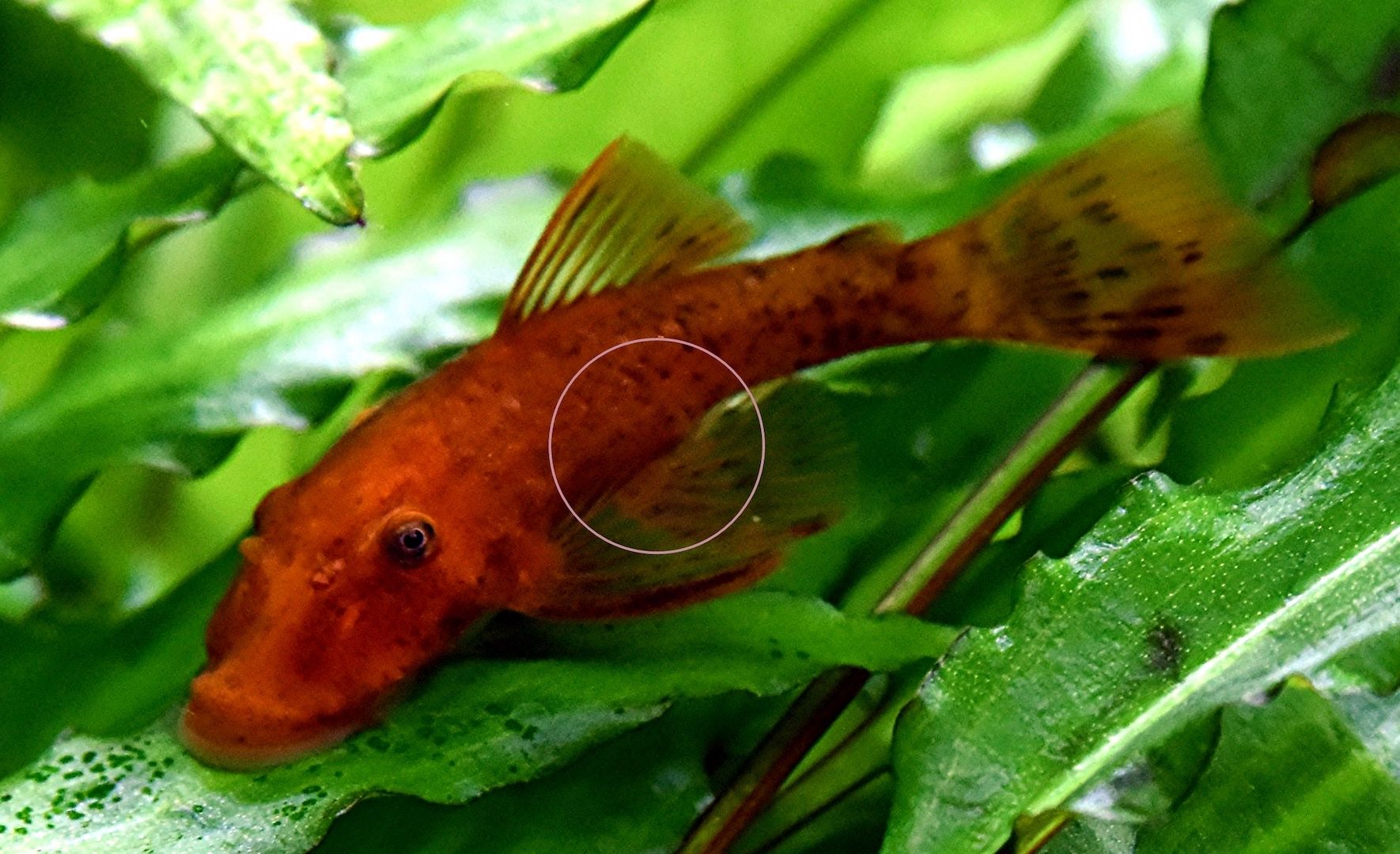 L DA16 var. Super Red, RARITÄT, Wels (Versand/ Abholung) L DA16 var. Super Red, RARITÄT, Wels (Versand/ Abholung)