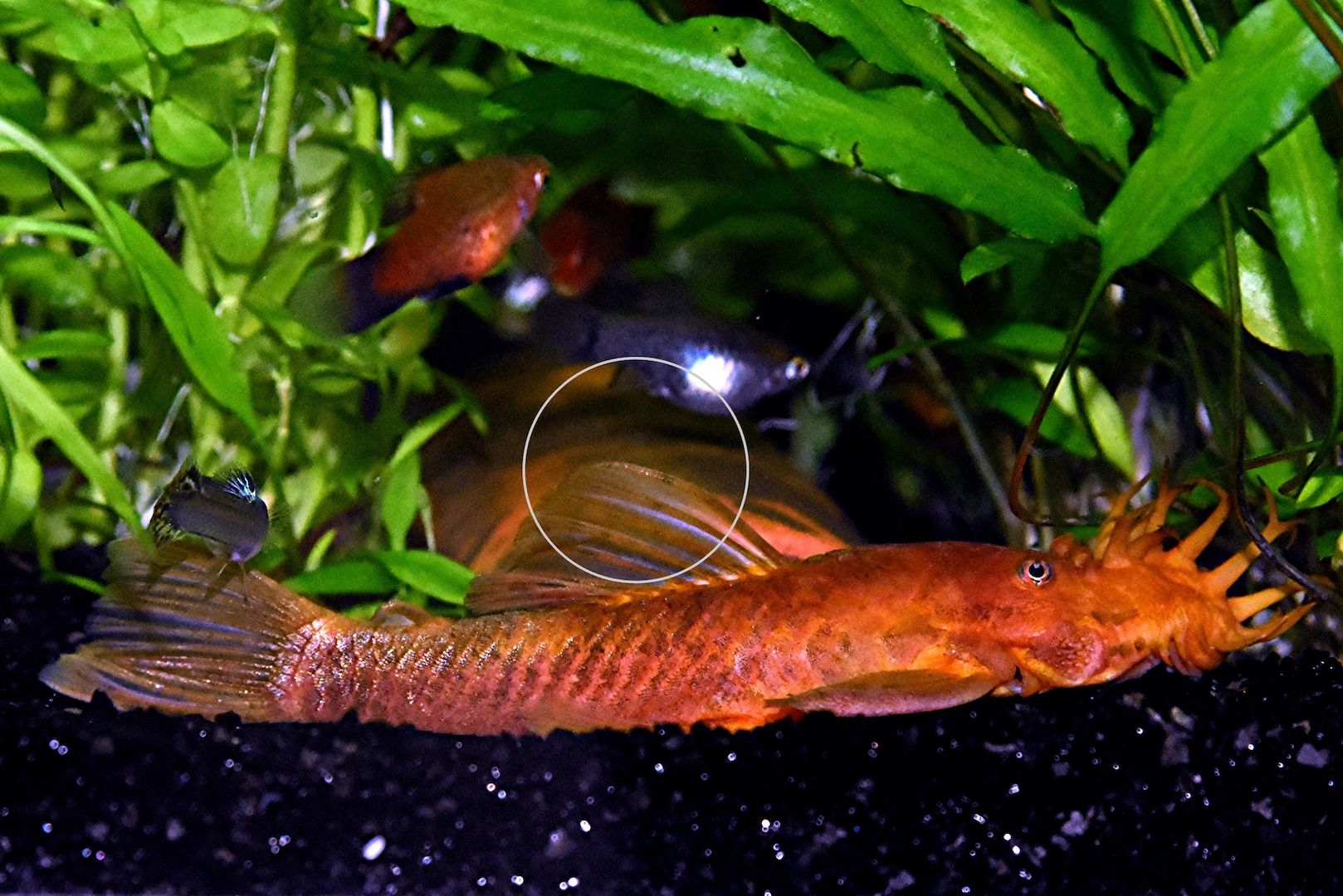 L DA16 var. Super Red, RARITÄT, Wels (Versand/ Abholung) L DA16 var. Super Red, RARITÄT, Wels (Versand/ Abholung)