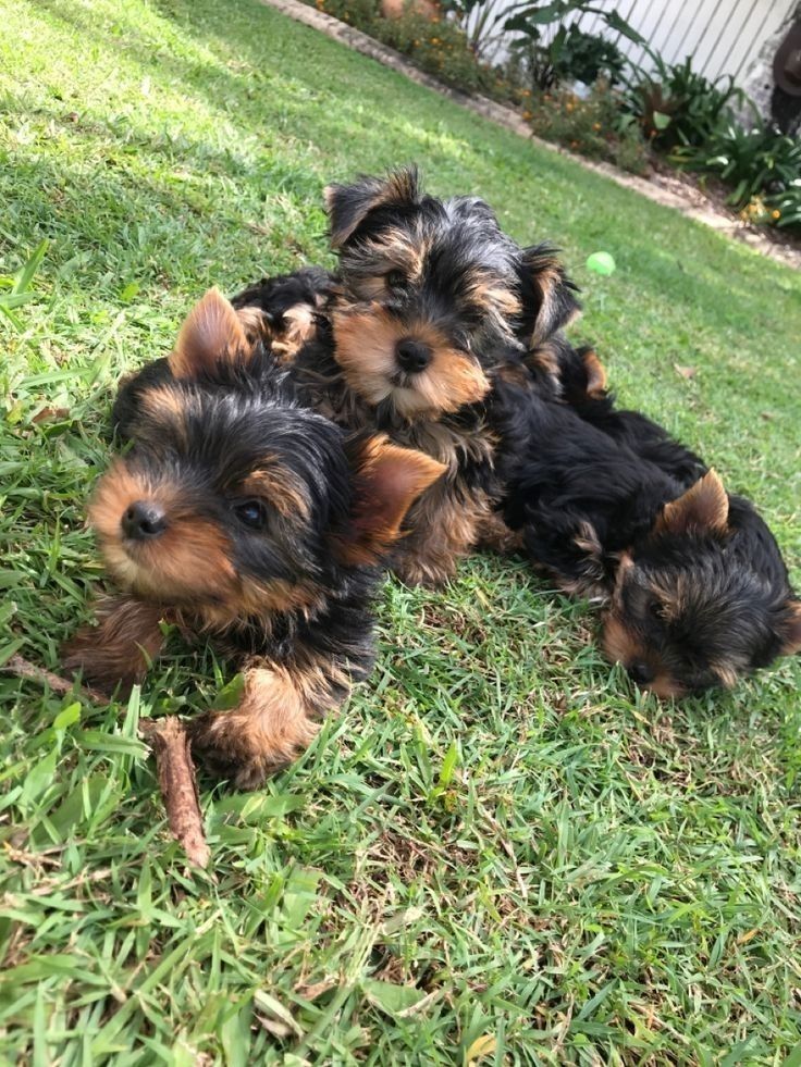 Yorkshire-Terrier-Welpen zu verkaufen.