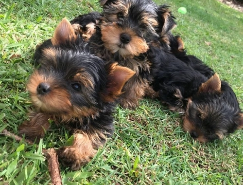 Yorkshire-Terrier-Welpen zu verkaufen.