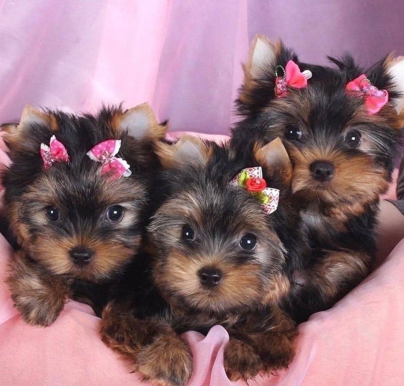 Yorkshire-Terrier-Welpen zu verkaufen.