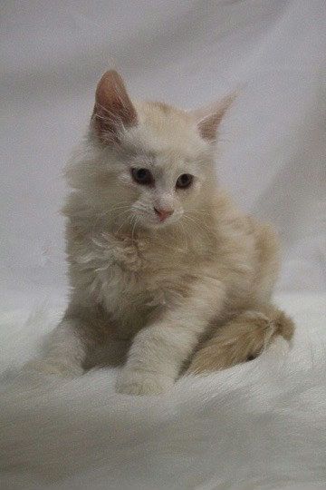 Maine Coon Katzen zu verkaufen