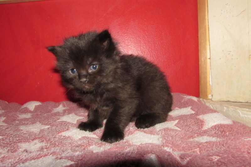 Ragdolls zu verkaufen