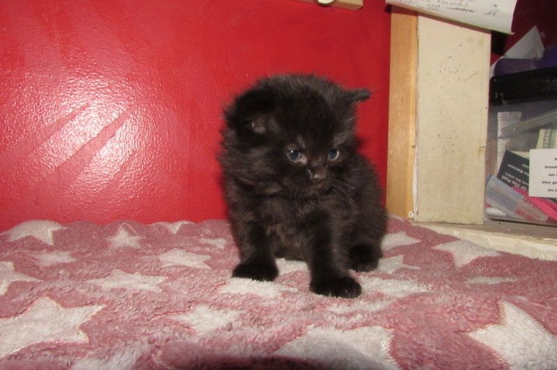 Ragdolls zu verkaufen