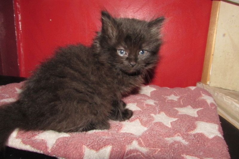 Ragdolls zu verkaufen