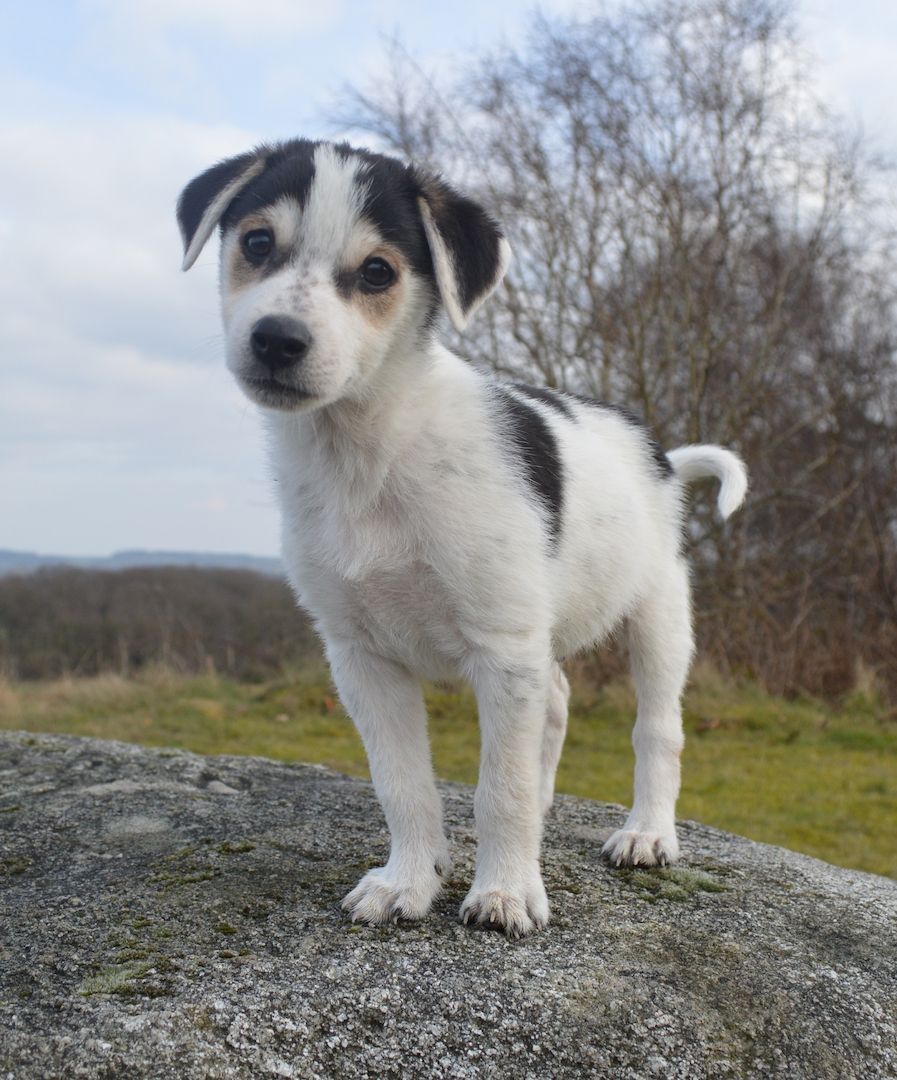 Mischlinge,von 40 bis 65cm,Hündinnen+Rüden Mischlinge,von 40 bis 65cm,Hündinnen+Rüden