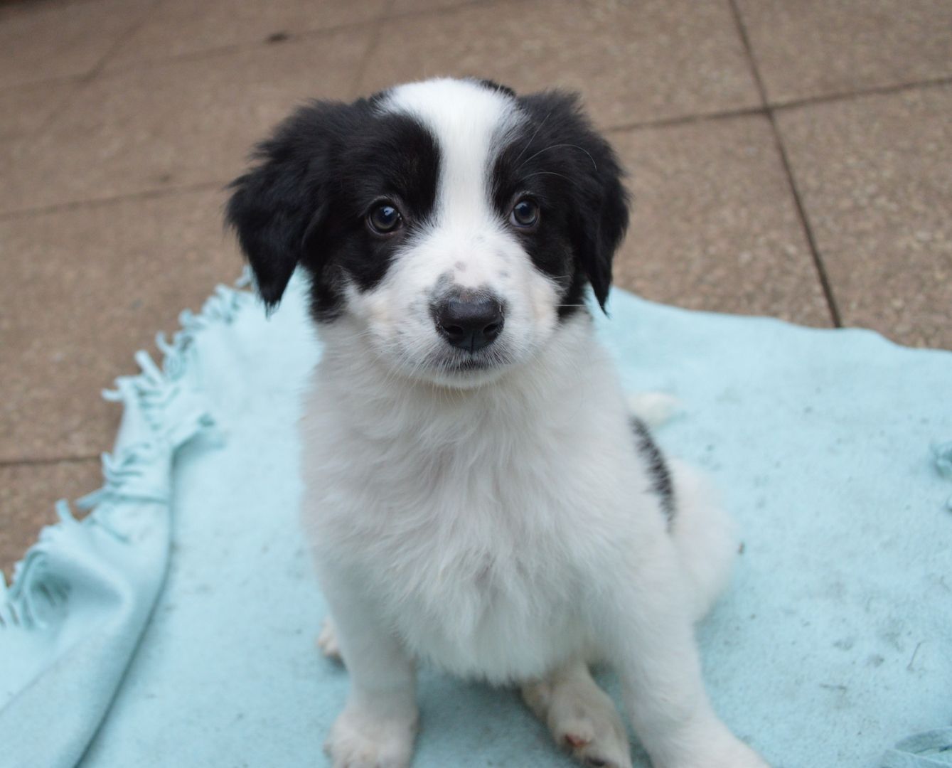 Mischlinge,von 40 bis 65cm,Hündinnen+Rüden Mischlinge,von 40 bis 65cm,Hündinnen+Rüden