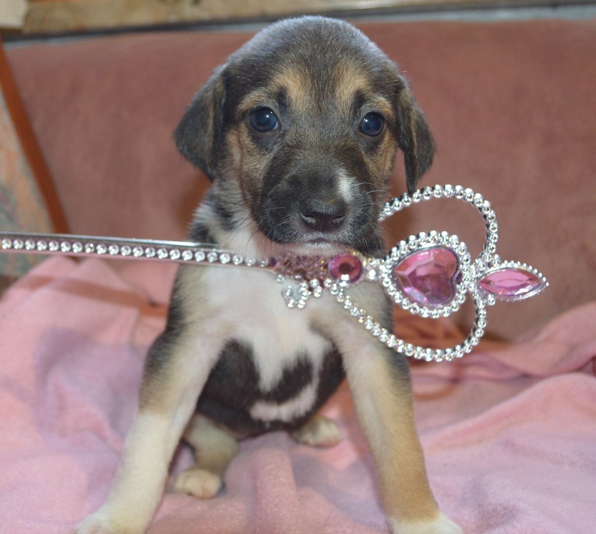 Mischlinge,von 40 bis 65cm,Hündinnen+Rüden