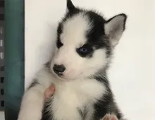 Gesunder blauäugiger männlicher und weiblicher Siberian Husky