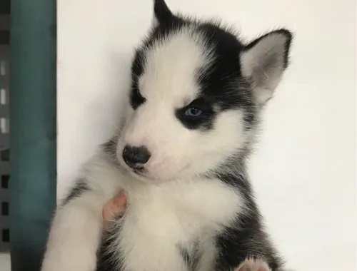 Gesunder blauäugiger männlicher und weiblicher Siberian Husky