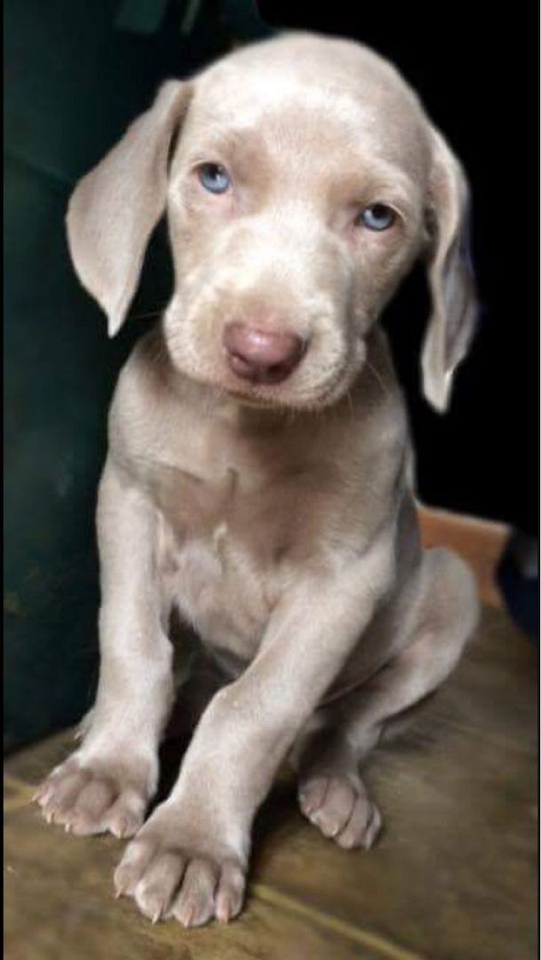 Fantastische Weimaraner-Welpen als Hausgefährten