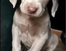 Fantastische Weimaraner-Welpen als Hausgefährten