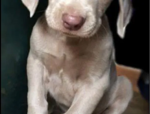 Fantastische Weimaraner-Welpen als Hausgefährten