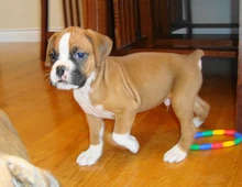 Wunderschöne Boxerwelpen mit Stammbaum