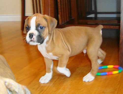 Wunderschöne Boxerwelpen mit Stammbaum