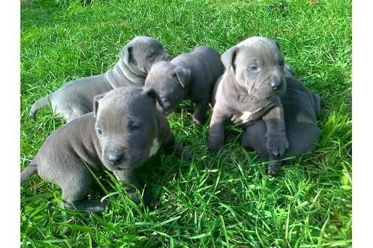 American Blue-Line Pit Bull Terrier American Blue-Line Pit Bull Terrier