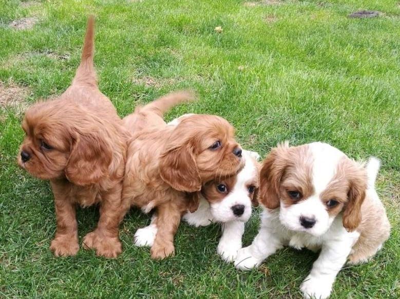 Cavalier King Charles Spaniel welpen