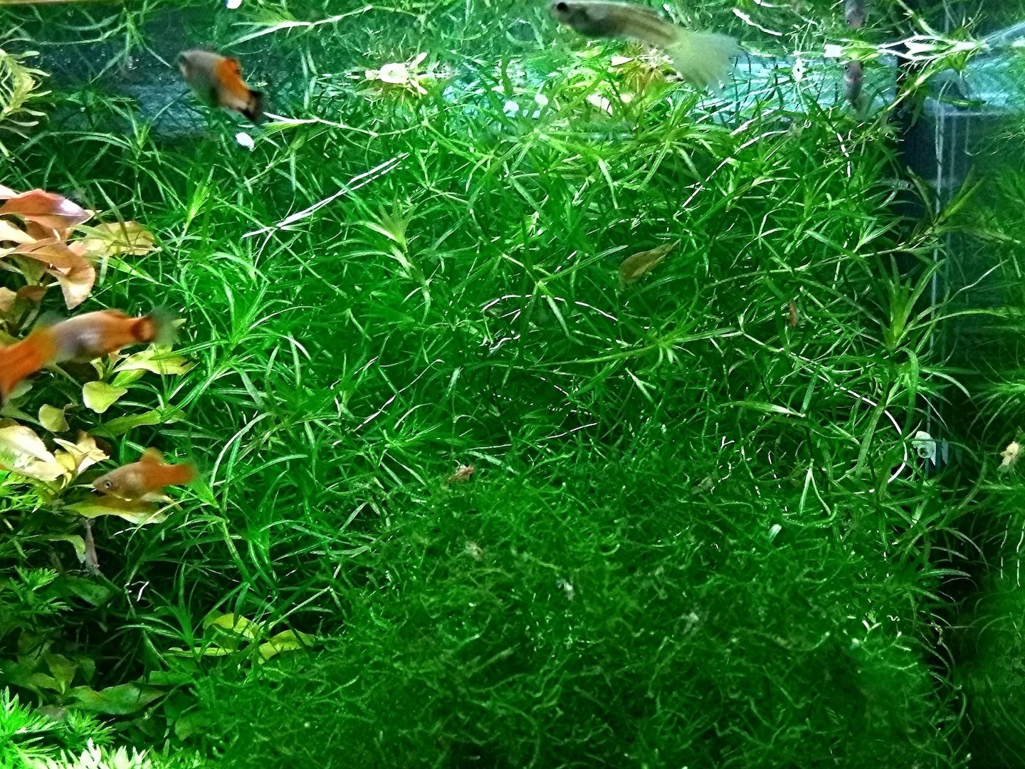 Guadeloupe Nixkraut, Wasserpflanze, Versand/ Abholung