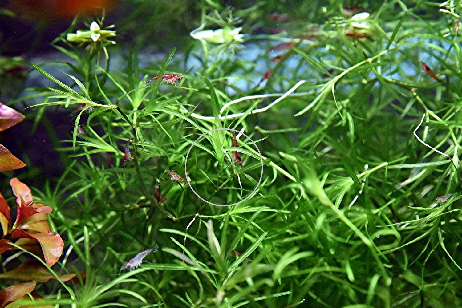 Guadeloupe Nixkraut, Wasserpflanze, Versand/ Abholung