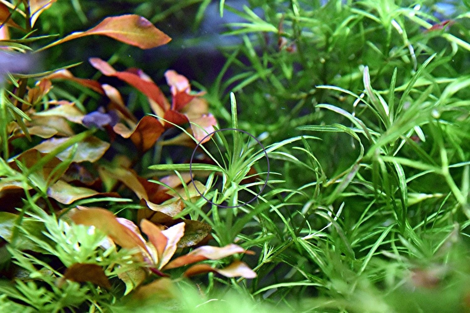 Guadeloupe Nixkraut, Wasserpflanze, Versand/ Abholung