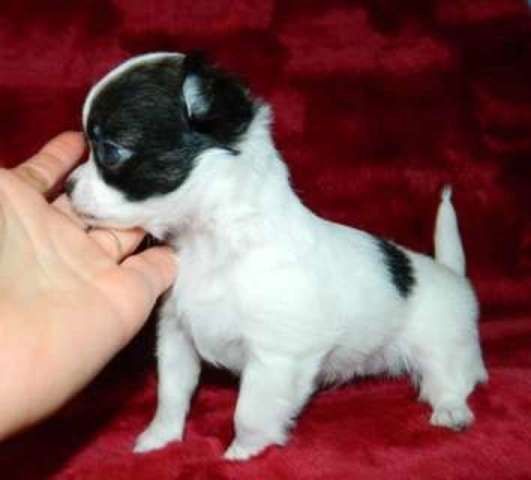 kleiner Mini  Chihuahua welpen.