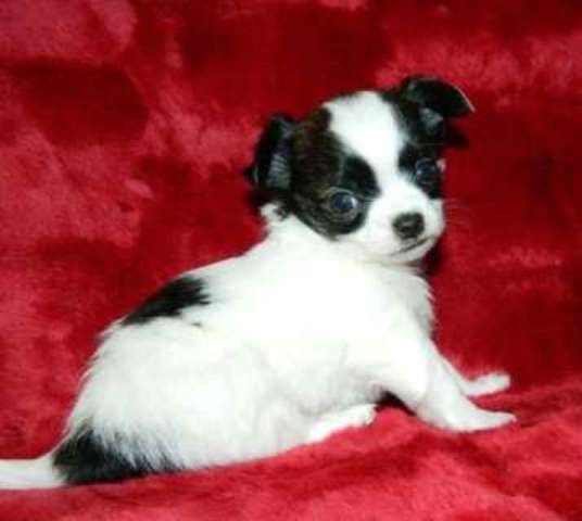 kleiner Mini  Chihuahua welpen.