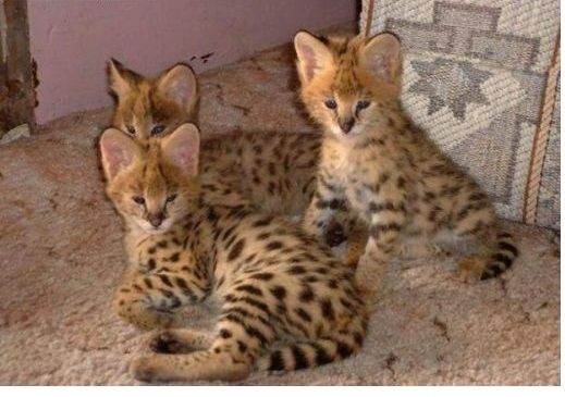 Savannah f4, f5, f6 Kätzchen verfügbar