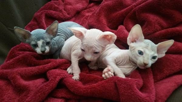Sphynx-Kätzchen Sphynx-Kätzchen