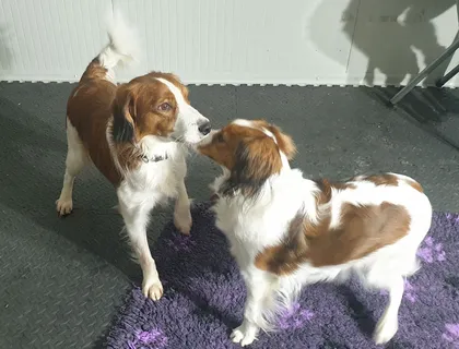 Wurfankündigung reinrassige Kooikerhondje Welpen