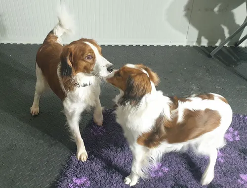 Wurfankündigung reinrassige Kooikerhondje Welpen