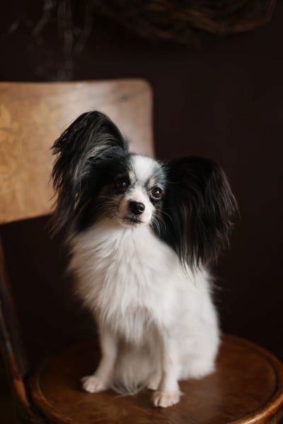 Reinrassige Papillon-Welpen – Liebevoll in Familienhand aufgewachsen Reinrassige Papillon-Welpen – Liebevoll in Familienhand aufgewachsen