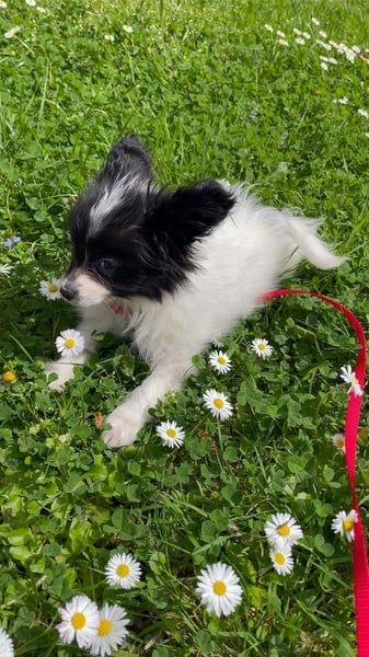 Reinrassige Papillon-Welpen – Liebevoll in Familienhand aufgewachsen Reinrassige Papillon-Welpen – Liebevoll in Familienhand aufgewachsen