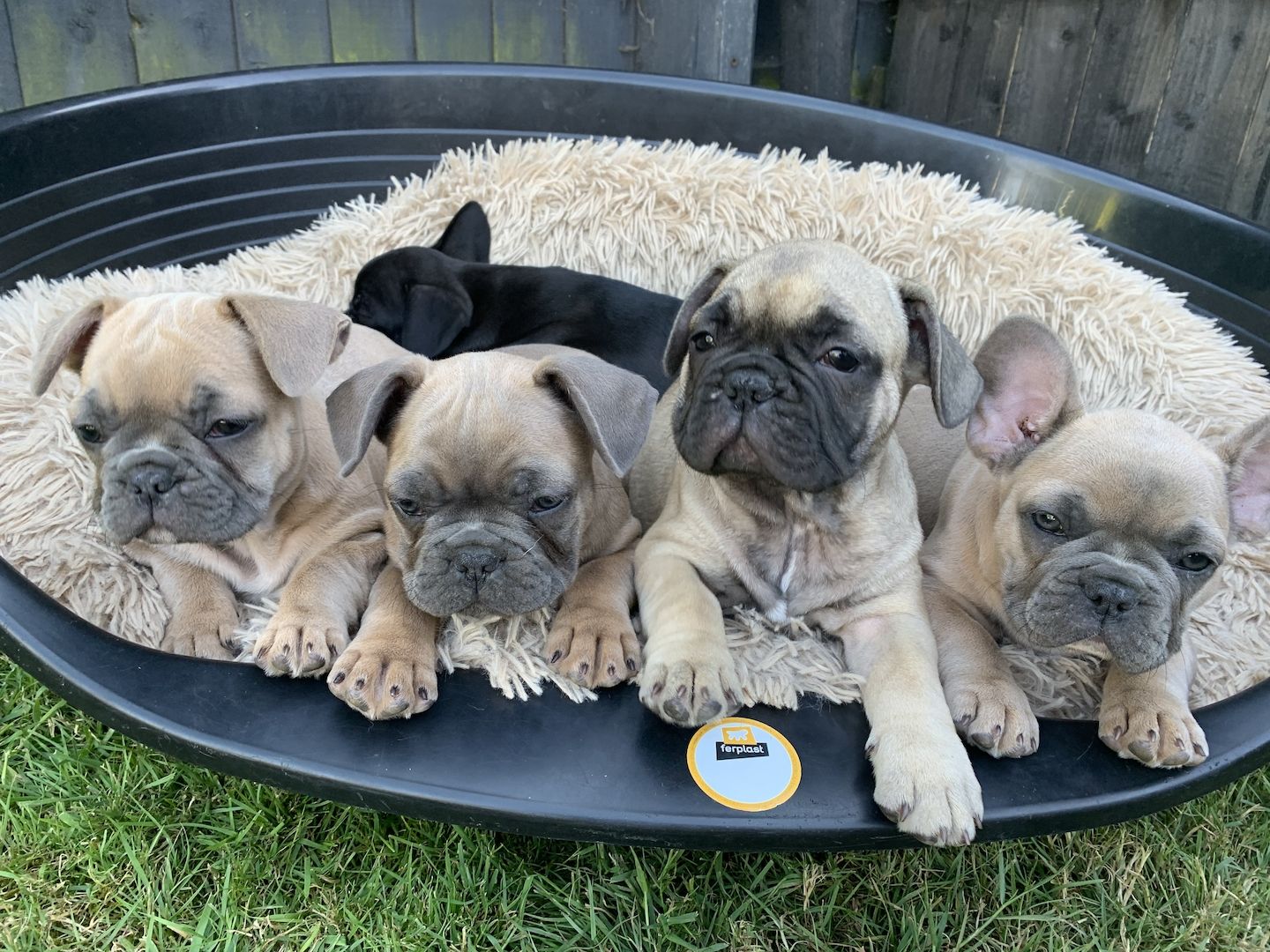 Französische Bulldoggenwelpen Französische Bulldoggenwelpen