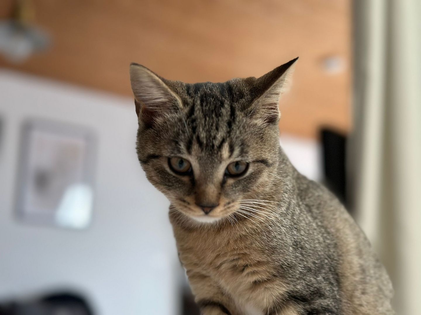 Hauskatze EKH jung Katze