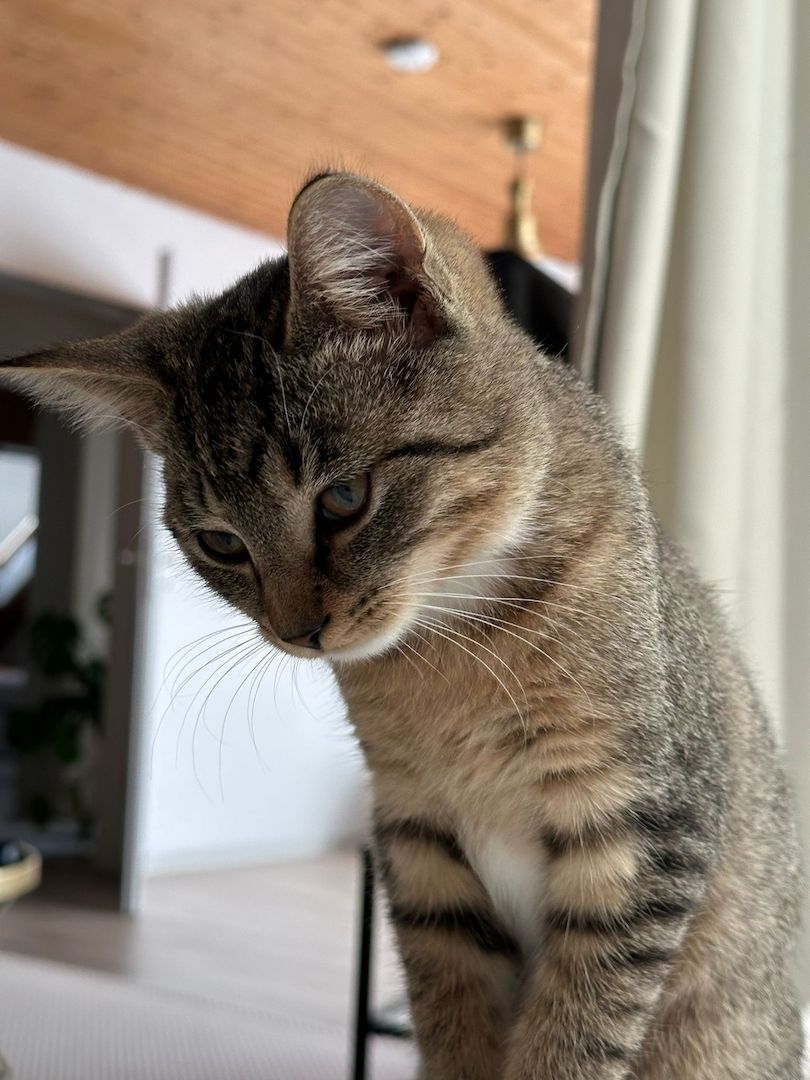 Hauskatze EKH jung Katze