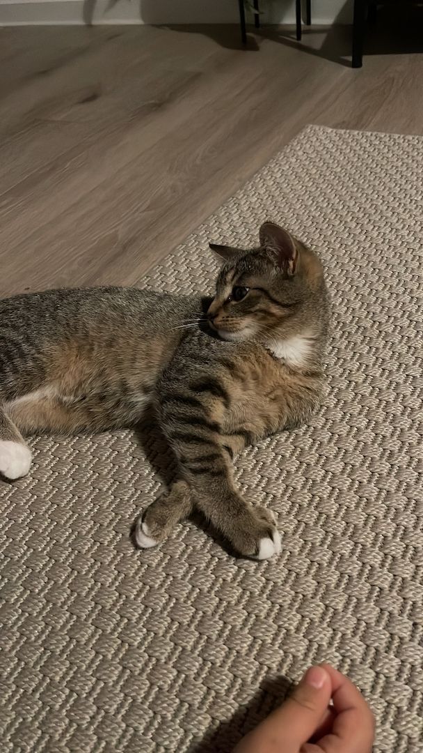 Hauskatze EKH jung Katze