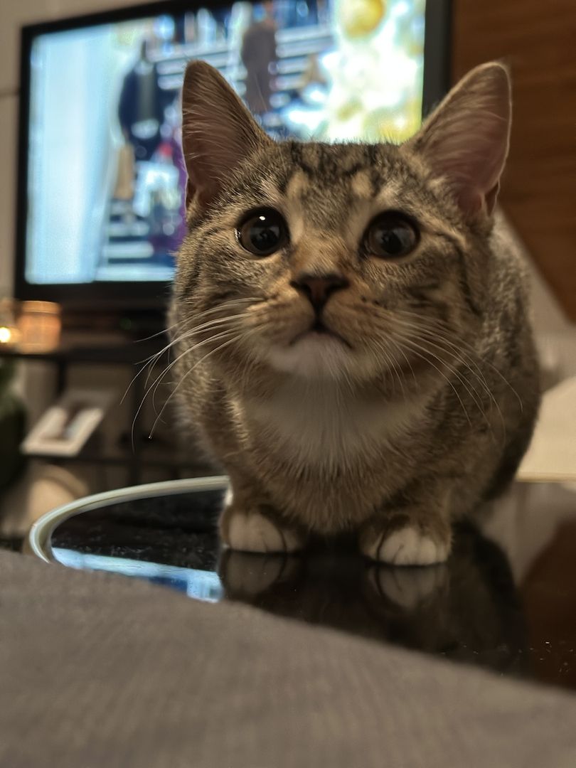 Hauskatze EKH jung Katze