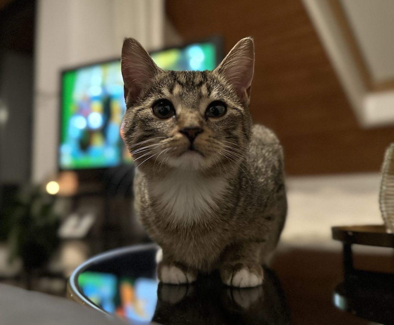 Hauskatze EKH jung Katze