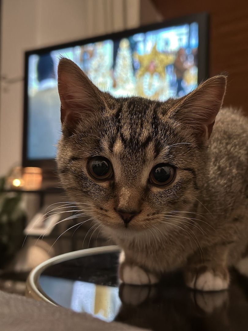 Hauskatze EKH jung Katze