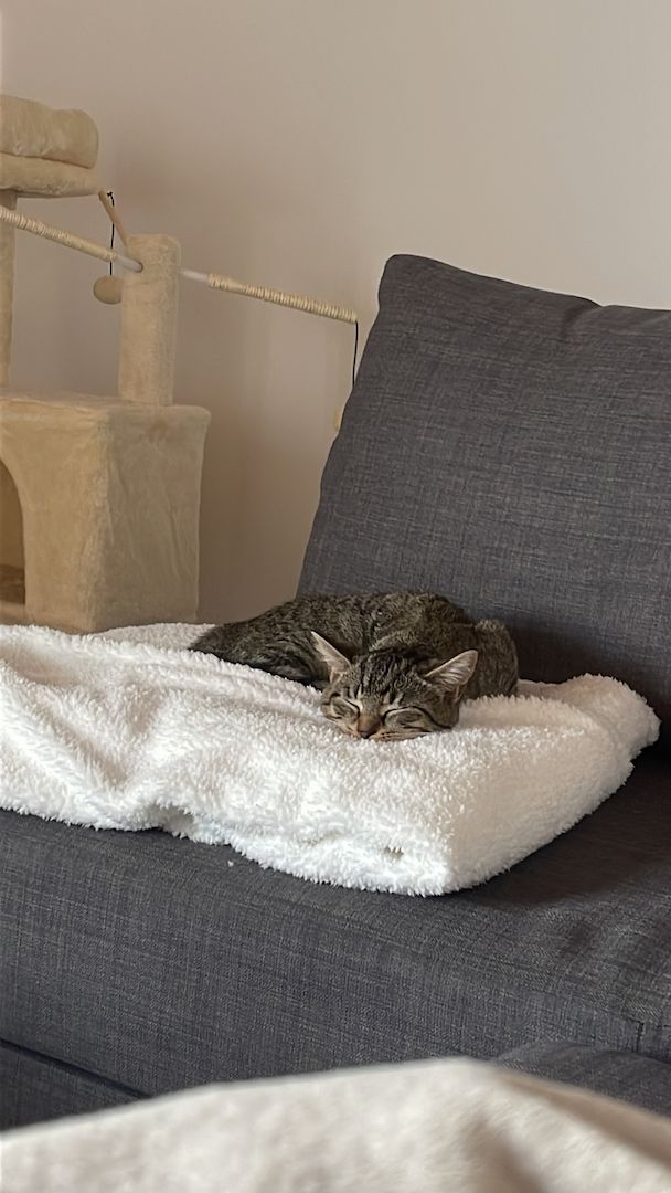 Hauskatze EKH jung Katze