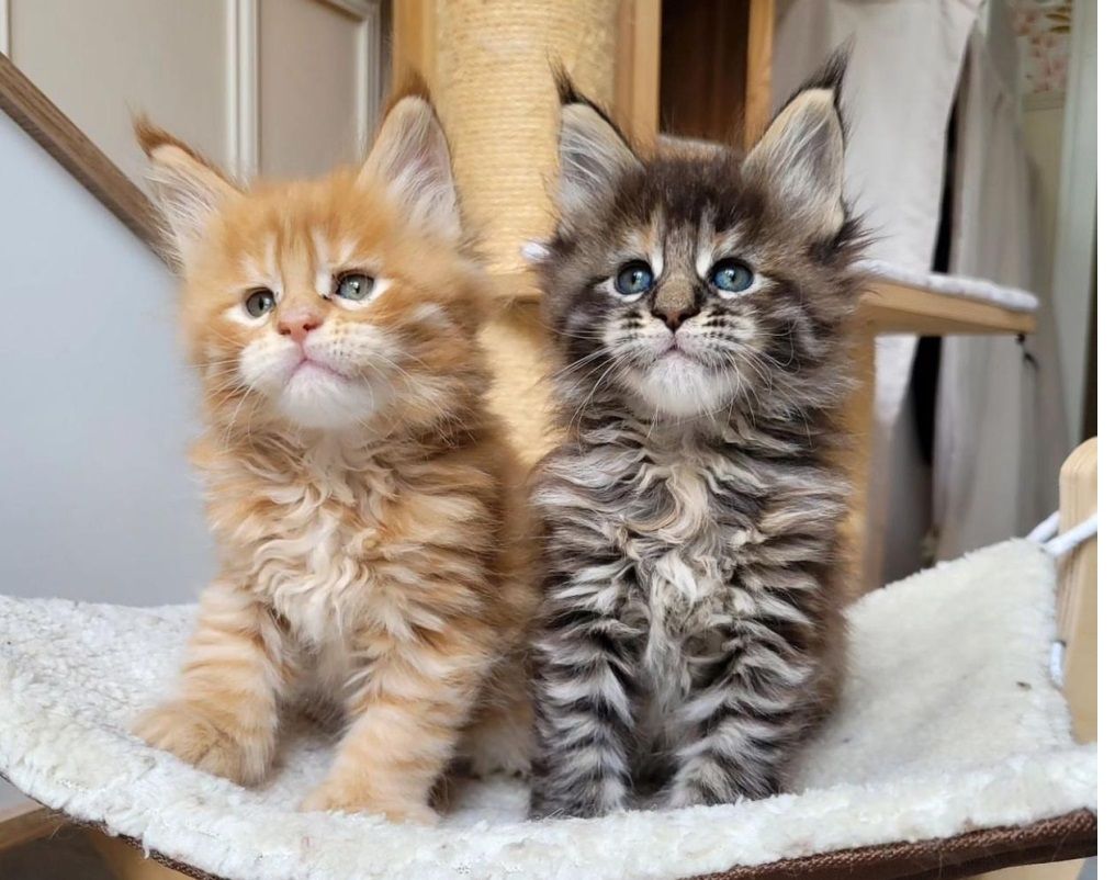 Wunderschön Maine Coon Kätzchen mit Stammbaum