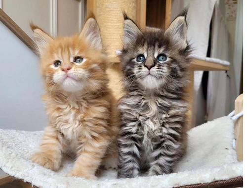 Wunderschön Maine Coon Kätzchen mit Stammbaum