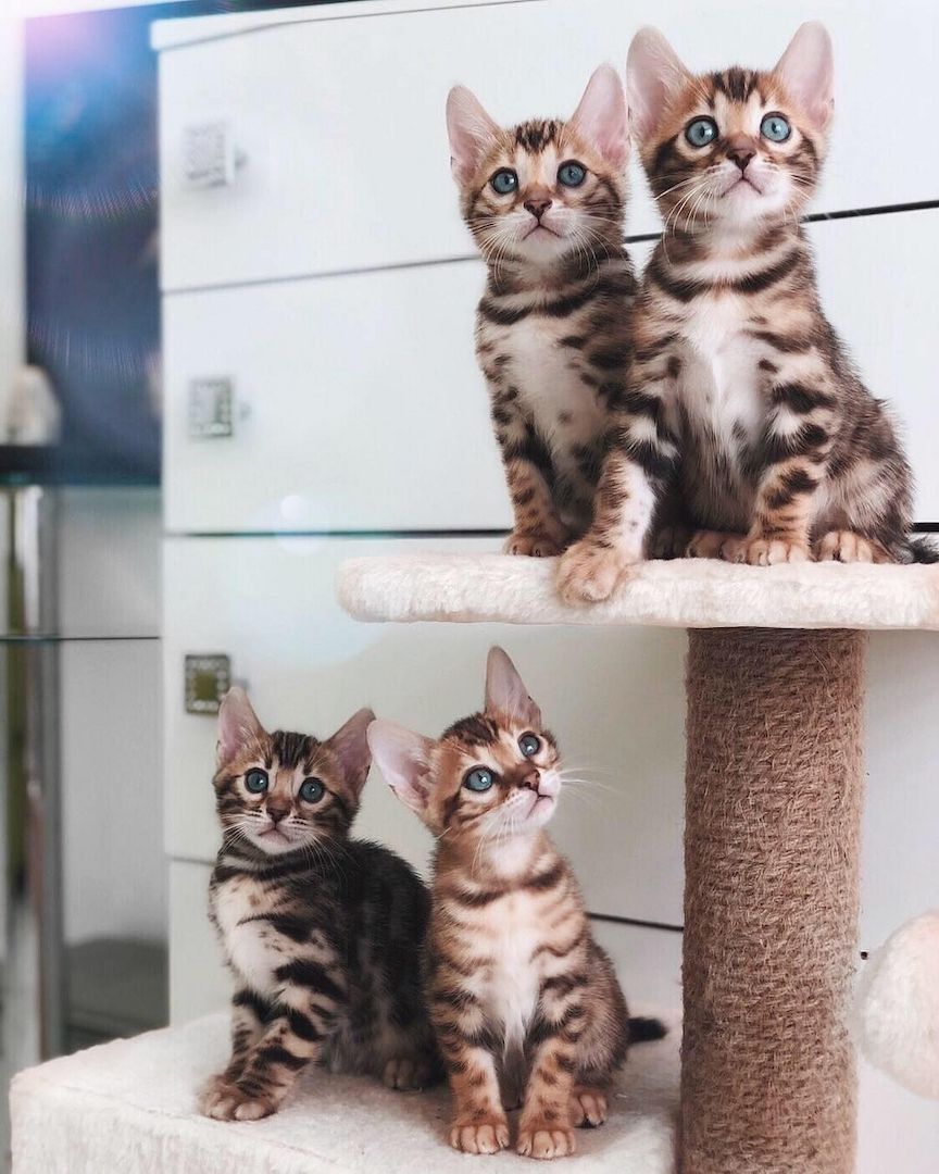Reinrassige Bengalkitten suchen ein liebevolles Zuhause.