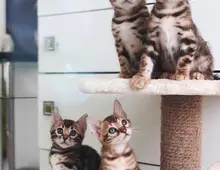 Reinrassige Bengalkitten suchen ein liebevolles Zuhause.